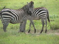Africa-2007-01-20_03-32-05.jpg